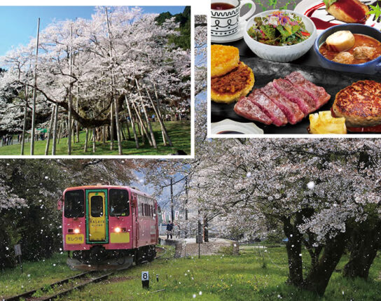 近江牛ステーキ鉄板焼きランチ＆日本三大桜「根尾谷淡墨桜」＆人気の樽見鉄道さくら列車