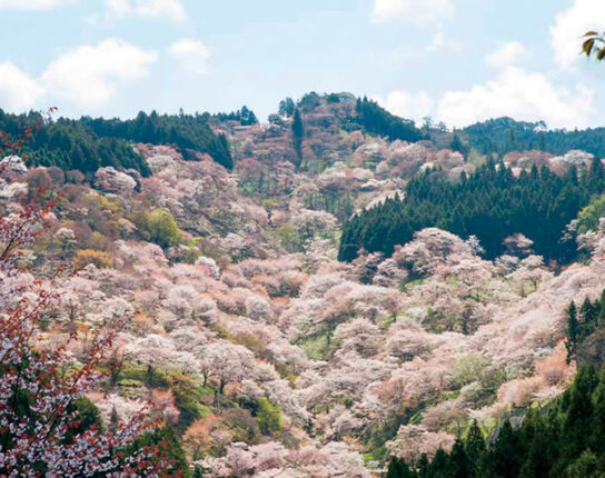 日本屈指の桜の名所！世界遺産 吉野山千本桜