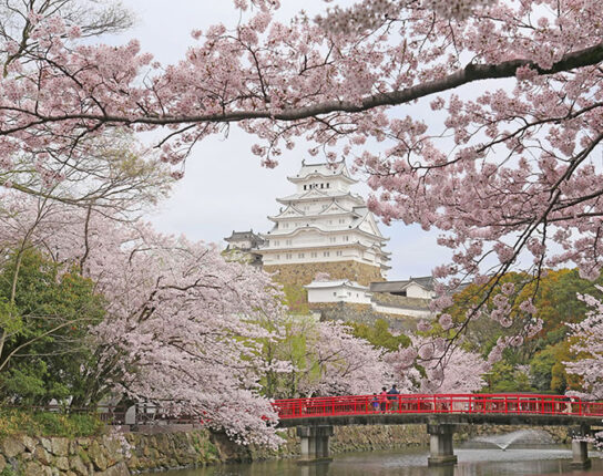 日帰りで行く！桜の世界遺産 姫路城